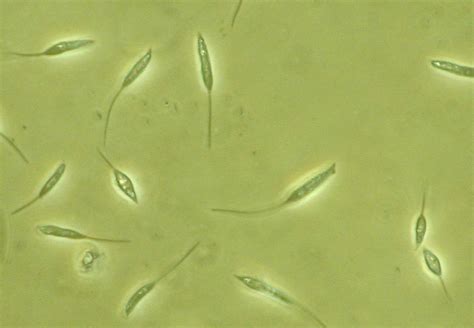   Leptomonas! 知られざる鞭毛虫の世界へようこそ！