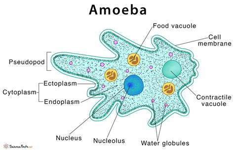  ナガモク質量を持つ変形菌！その驚異的な生態系を解明する