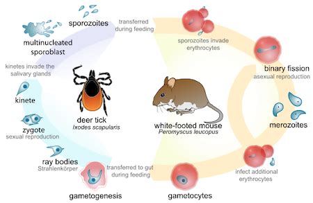  ウリトリクシダ！単細胞のくせに複雑なライフサイクルを持つ、寄生生物の世界へようこそ