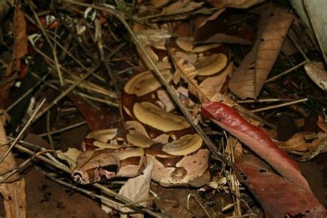  ボアコンストリクターは、夜行性の爬虫類で、その強力な巻きつき力で獲物を捕らえます！