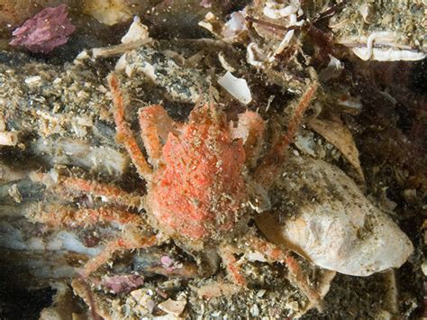  ブラキウラ！海の底を這う、鎧をまとった小さな生き物