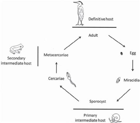  ディプテニディア:  単細胞生物でありながら、複雑な生活環を持つパラサイトの世界へようこそ！