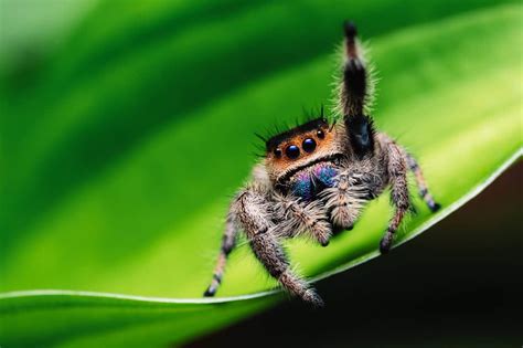   JUMPING SPIDER！その驚異的な跳躍力と巧みな罠を紐解く