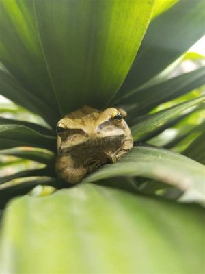  コノハズク！木の葉に溶け込むこの奇妙なカエルについて知りたいですか？