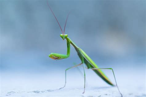  カマキリ、その鋭い眼光と鮮やかな色彩は夏の風物詩！