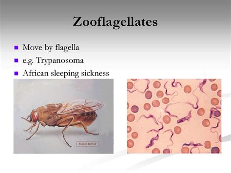  トリパノソーマ：単細胞生物の世界で、鞭毛を巧みに操るパラサイト！