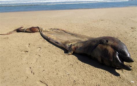  ウミエラヒメ！砂の中に潜む、海の「ミステリー」