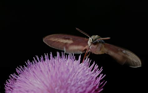  ドクヨウチョウ、美しい羽を持つ夜行性昆虫の謎を解き明かせ！